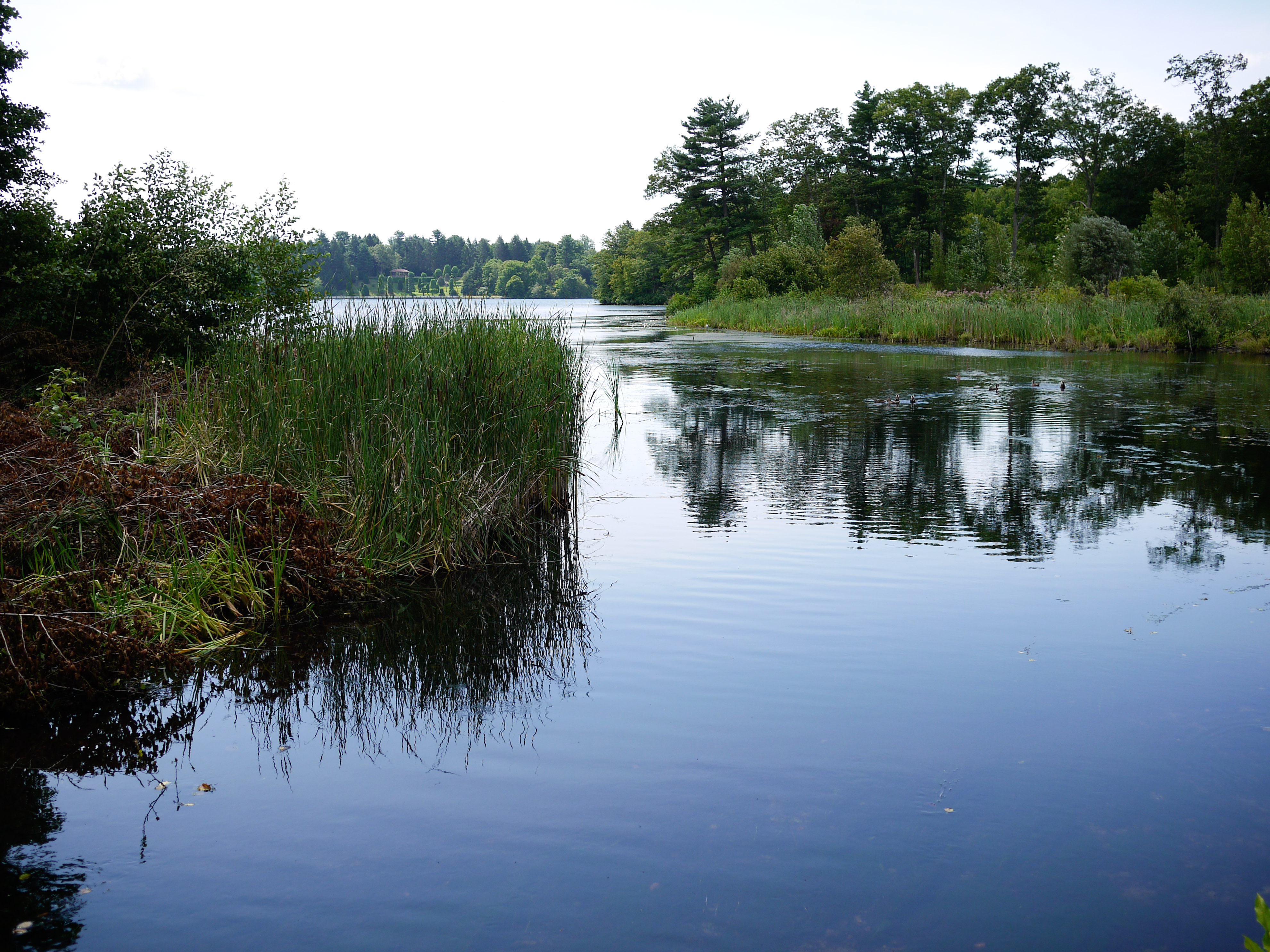 A calm lake surrounded by green trees and tall grasses, with ducks swimming in the water.